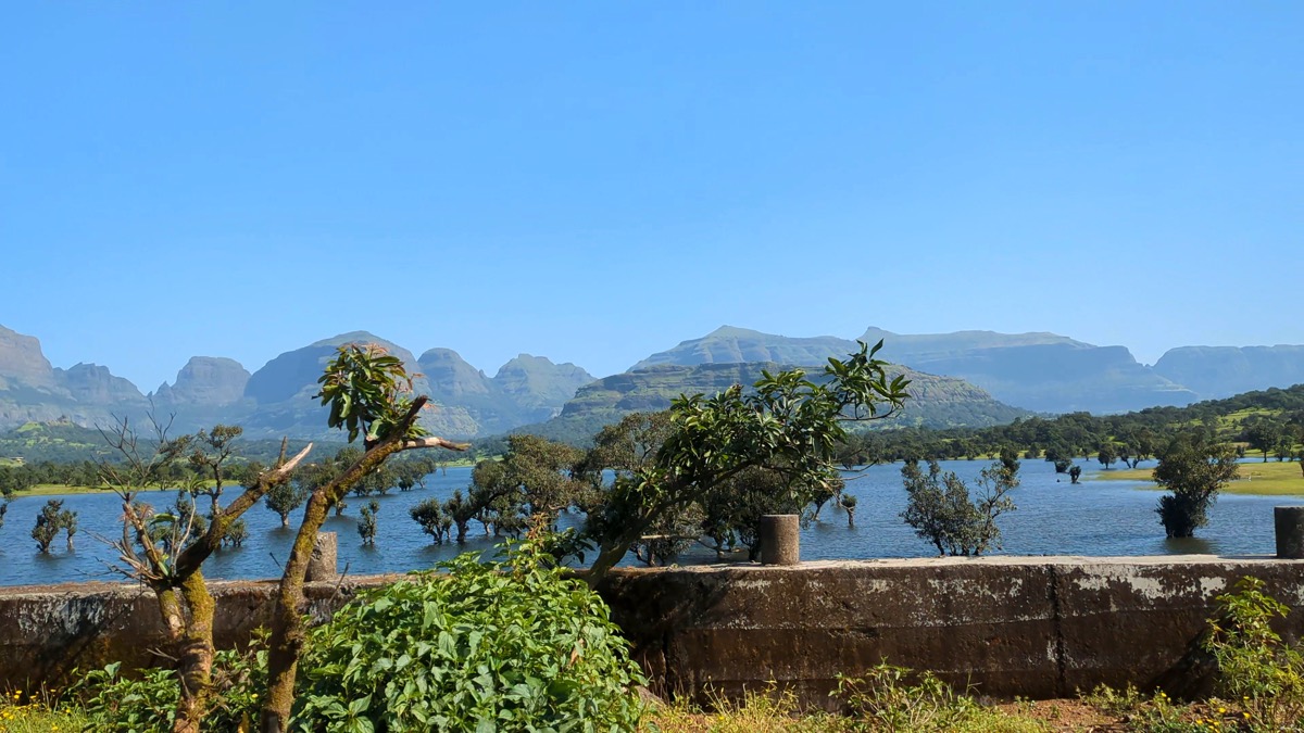 The submerged forest, Ratanwadi backwaters: free 4K wallpaper