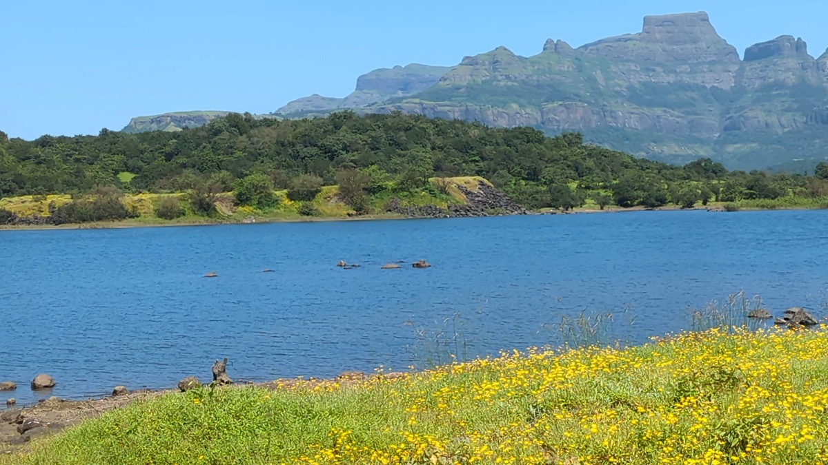 Wildflowers on the lake shore, Ghatghar: free 4K wallpaper
