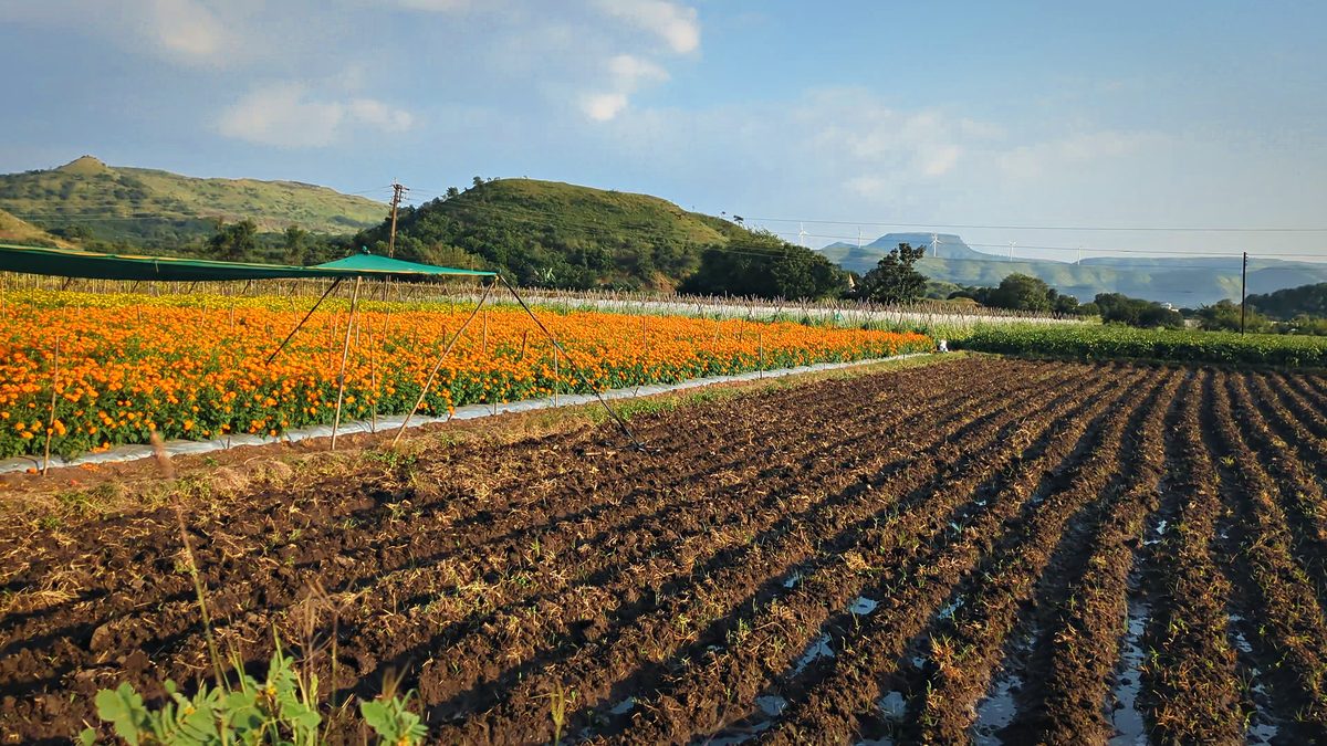 Marigold Rows (Ploughed Field), Sinnar: free 4K wallpaper