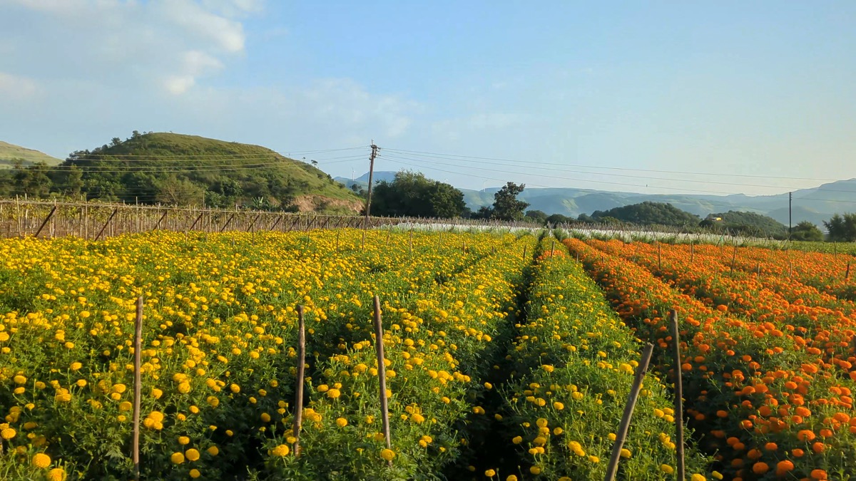 Marigold rows, Sinnar: free 4K wallpaper