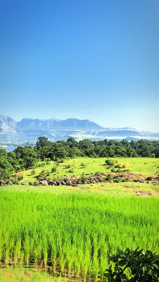 Paddy And Mesa, Bhandardara: free 4K wallpaper