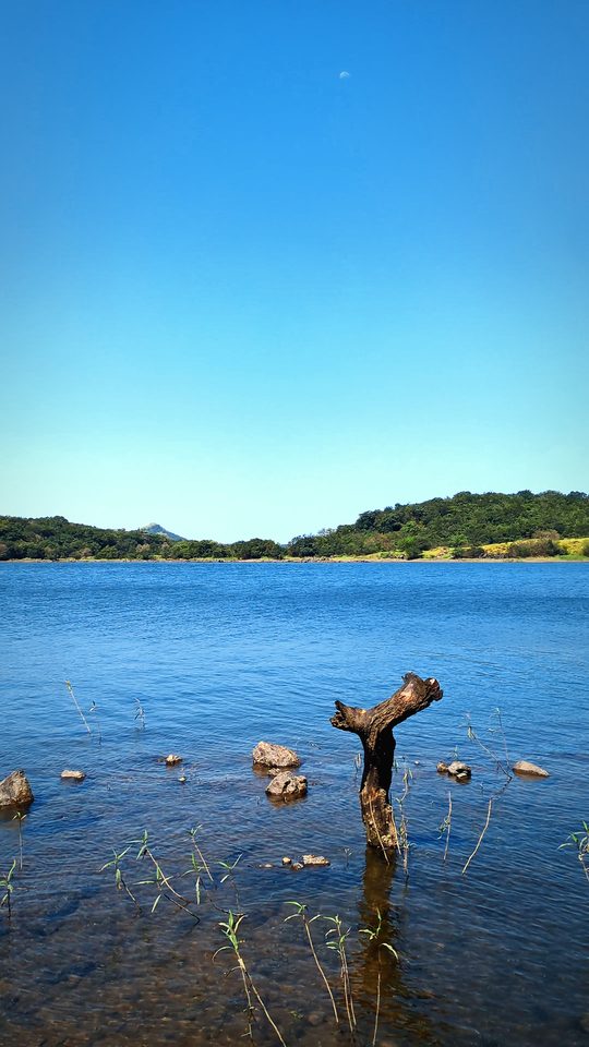 Stump In Blue Water, Bhandardara: free 4K wallpaper