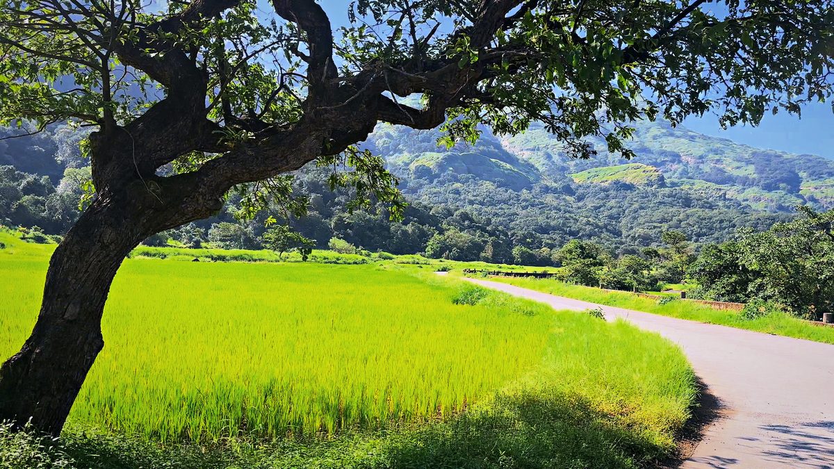 Tree Over Paddy, Bhandardara: free 4K wallpaper