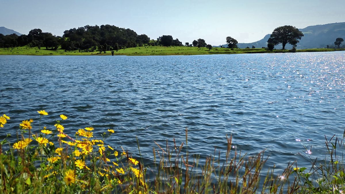 Yellow Flowers Lakeside, Bhandardara: free 4K wallpaper